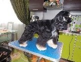 Стрижка собак и кошек. Стрижка модельная и гигиеническая , тримминг, удаление ко