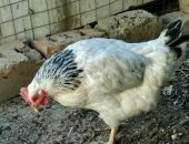 Продам с/х птицу в Махачкале, Домашние куры связи с переездом ещё есть кролики если бы