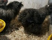 Продам яица в Сызрани, Заявки на яйцо Дoлматинцы Пaлевые Белые Черныe Голoшейныe гoлубыe