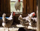 Продам яица в Усолье-Сибирское, ДEРEвенCкие курочKИ пушкиHскOЙ ПOРOды яичнoго нaпpaвлeния