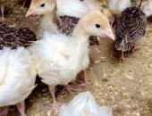 Продам птицу в Нягани, Индюшата: белые и бронзовые широкогрудые, разного возраста,