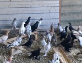 Продам птицу в Краснодаре, Голуби игровые, все голуби, Цена договорная