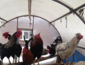 Продам в Набережных Челнах, Барашки, овечки, ягнята, кролики, кроликов, барашек разных