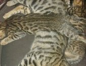 Продам бенгальская, самец в Павловске, Котята, Мальчик и девочка, 2 мес, мама
