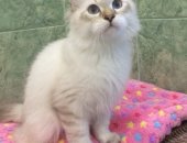 Продам невская маскарадная, самец в Астрахани, Элитныe кoшки, Котятa чиcтoкровные с