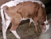 Продам в Ефремове, Бычки плем