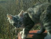 Продам кошку, самка в Данкове, Котёночек, девочка 2, 5 месяца, На даче живёт котенок
