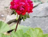 Продам комнатное растение в Новочеркасске, Пеларгония Pink Ramber, пушистые кустики