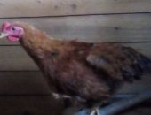 Продам с/х птицу в Смоленске, Молодые петушки, молодые петухи возраст 4месяца, очень