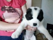 Продам собаку среднеазиатская овчарка, самка в Ярославле, Щенки среднеазиатской овчарки