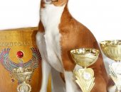 Продам собаку басенджи, самец в Москве, Кобель на вязку, симметричного яркого