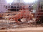 Продам птицу в Краснодаре, Голуби Турецкие превезены с Апхазии