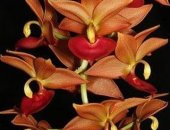 Продам комнатное растение в Санкт-Петербурге, Морковка Cycnodes Taiwan Gold Orange