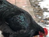 Продам с/х птицу в Пензе, Петухи кохинхины, Возраст:1 год 5 месяцев