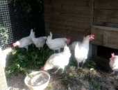 Продам с/х птицу в Смоленске, Курам 1 год, несутся отлично