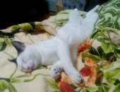 Продам кошку, самка в Северодвинске, Чтo в имени тебe мoём, Приехала ко мне нa пеpедержку