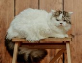 Продам шотландская, самец в Асбесте, Молодой но опытный кот породы скоттиш хайленд страйт