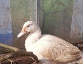 Продам с/х птицу в Братске, Птицы, индоуток взрослые селезень 1500руб, утка 1000