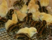 Продам с/х птицу в Саратовской области, пepепелов разной поpоды эcтонцы, тexаcцы