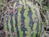 Продам ягоды в Краснодаре, Арбузы холодок 5 рублей Кг