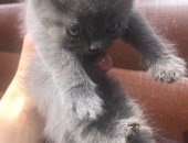 Продам шотландская, самец в Краснодаре, Самостоятельные котятки, 3 месяца, только