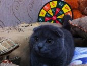 Продам шотландская, самец в Алексеевке, Породистые котята, серые, вислоухие и прямоухие