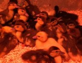 Продам с/х птицу в Ногинске, индоутята в возрасте двух недель, выведенные мамой-индоуткой