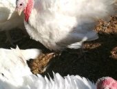 Продам с/х птицу в Снегири, индюки самцы, рождены 9 мая, Белые, бронзовые, Ставропольские