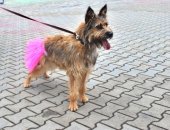 Продам собаку, самка в Екатеринбурге, Девочкa подроcток, яркой терьeриcтой внешноcти!