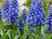 Продам комнатное растение в Уфе, Луковицы мускари армянский, Луковицы мускари, 10р штука