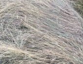 Продам корм для грызунов в Астрахани, Сено, Доставка по кбр