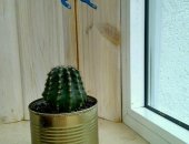 Продам комнатное растение в Набережных Челнах, Живой Кактус "офисный" в жестяном кашпо