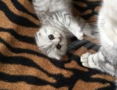 Продам шотландская в Альметьевске, Кушают, игривые к лодку приученные
