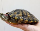 Продам в Тобольске, Красноухие черепашки, красноухих черепах: cамка и самец, Отдам