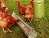 Продам с/х птицу в Грибановском, Курочка кубанская красная, кубанская красная -несушка