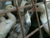 Продам птицу в Почепе, Индоутята от голубых индоуток, Один месяц