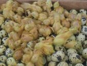 Продам с/х птицу в Лангепасе, Суточные перепела, суточные перепела белые техасские вывод