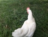 Продам с/х птицу в Каневской, Молодые куры несушки, Частная ферма продает кур-несушек