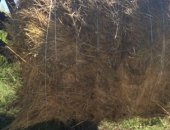 Продам корм для грызунов в Бийске, Сено, сено, 320-330 кг, тюки плотные, вес