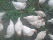 Продам птицу в Набережных Челнах, мясо домашних кур, можно живым весом