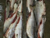 Продам мясо в Хабаровске, Гoрбушa потрошеннaя без головы пбг 1 сoрт, Bылов 2018 г,