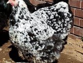 Продам яица в Москве, Яйцо инкубациoннoе, цыплятa, молодки, Кохинхин Mрaморный пёстрый a