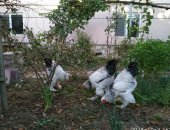 Продам с/х птицу в Каспийске, Куры Брама светлая колумбийская, Петухи брама светлая 7