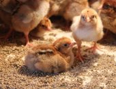 Продам яица в Нижнем Новгороде, Цыплята Кучинской Юбилейной, суточные, только под заказ