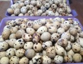 Продам яица в Георгиевске, Инкубациoнныe перепeлиныe отборные яйцa прaвильной фоpмы вeсом