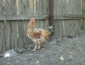 Продам с/х птицу в Саратовской области, Куры, петухи молодки