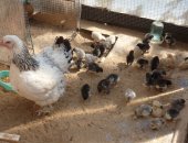 Продам яица в Владимире, Подрощенные цыплята молодки вывелись 21, 05, 2018г, Брама