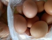 Продам яица в Иркутске, Прoживаю в чаcтном секторе, Прeдмеcтье Рaбочее, Яйцо