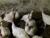 Продам с/х птицу в Карабудахкенте, Индюк, виктория ширакогрудий добавак чистакровный 3
