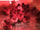 Продам яица в Малине, Инкубационное яйцо кур Ухейилюй, Китайские куры Ухейилюй, цеплять